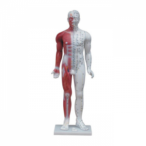 Human Male Medicine Acupuncture Model( with muscle anatomy)
